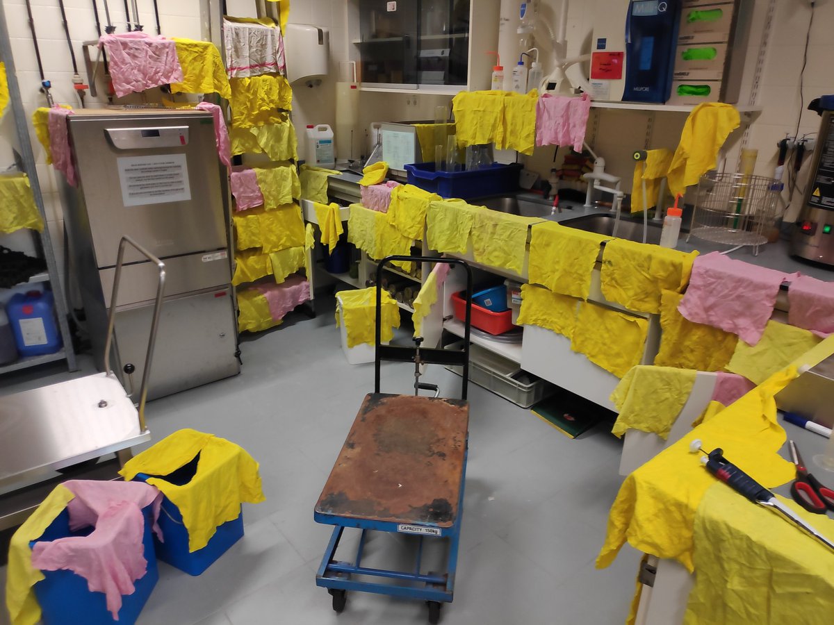 msmjetten's tweet photo. Didn't know our lab had so much dirty linen ;)
#microbiology @radboudscience
#labcleanupday #autoclavethedirt
#dishcloth4everyphd https://t.co/f332caLMZt