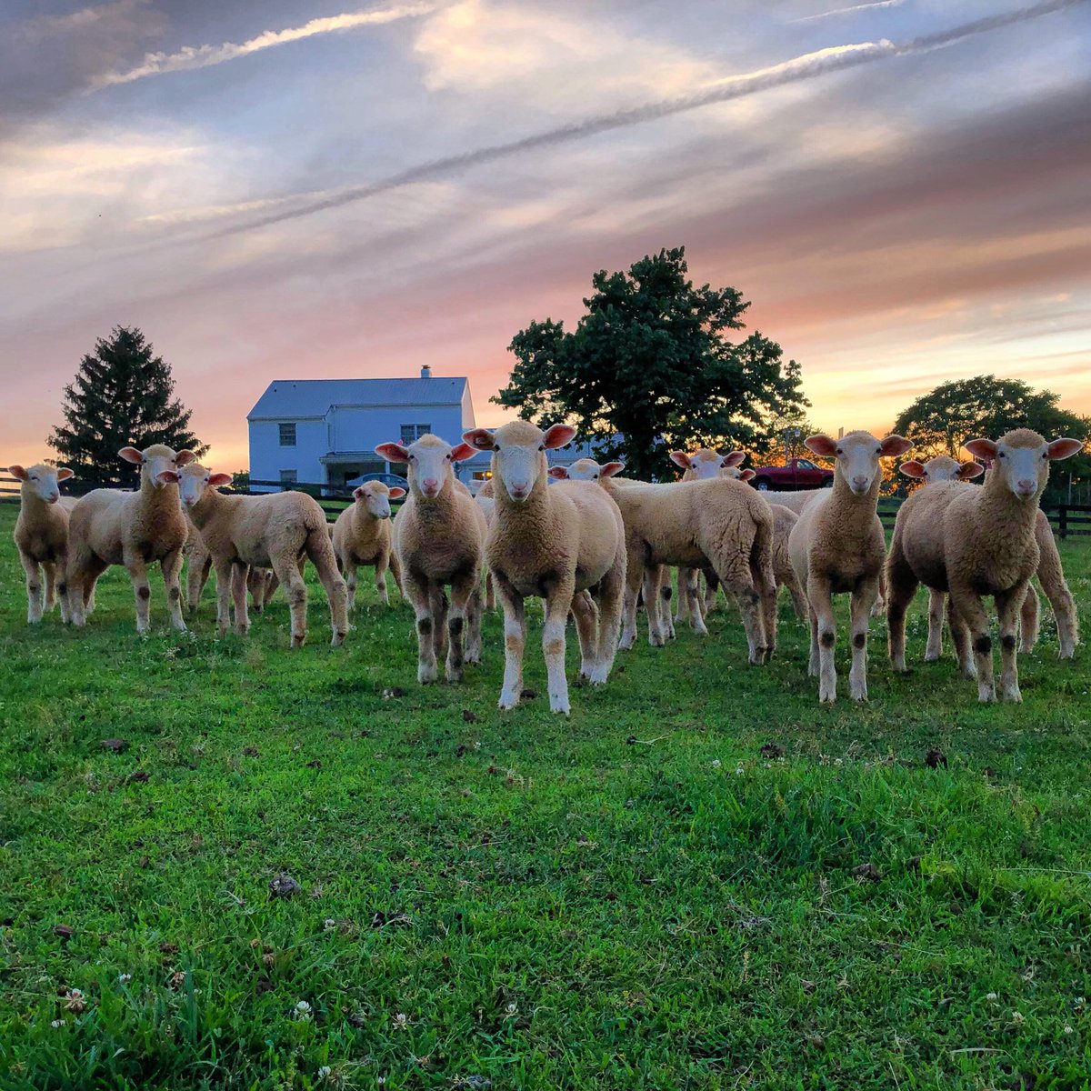 Coming to grips with the realization that 85% of the photos I've taken this year are of sheep. 