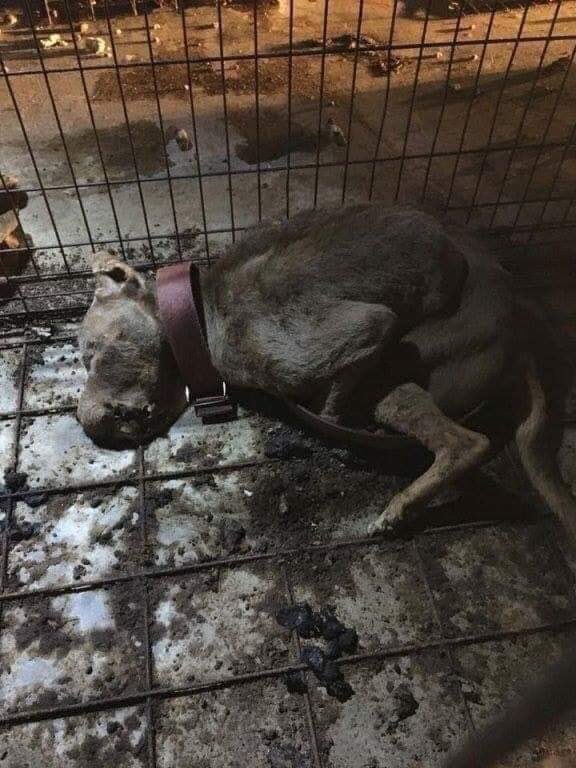 Carlatoledano's tweet photo. Esta perrita indefensa fue madre y abuela de cientos de cachorros . Vivía para ser explotada y murió de hambre abrazado su plato de comida vacía. Cuando compras un #Perro tu pagas por esto ... 
#NoCompresPerros https://t.co/OYZf18q6Tg