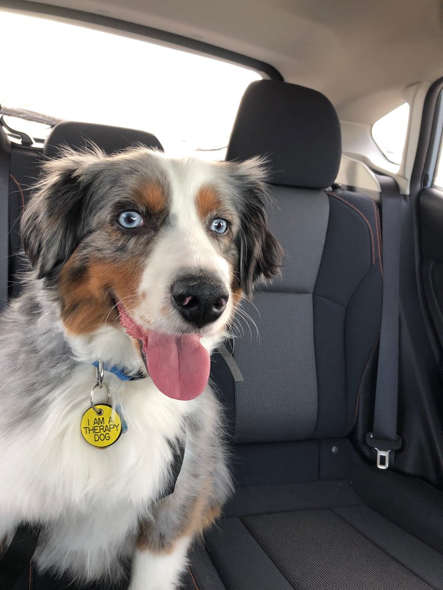 dog_cisco's tweet photo. One more Tongue Out Tuesday!
#TongueOutTuesday https://t.co/5MJDpyQwRN