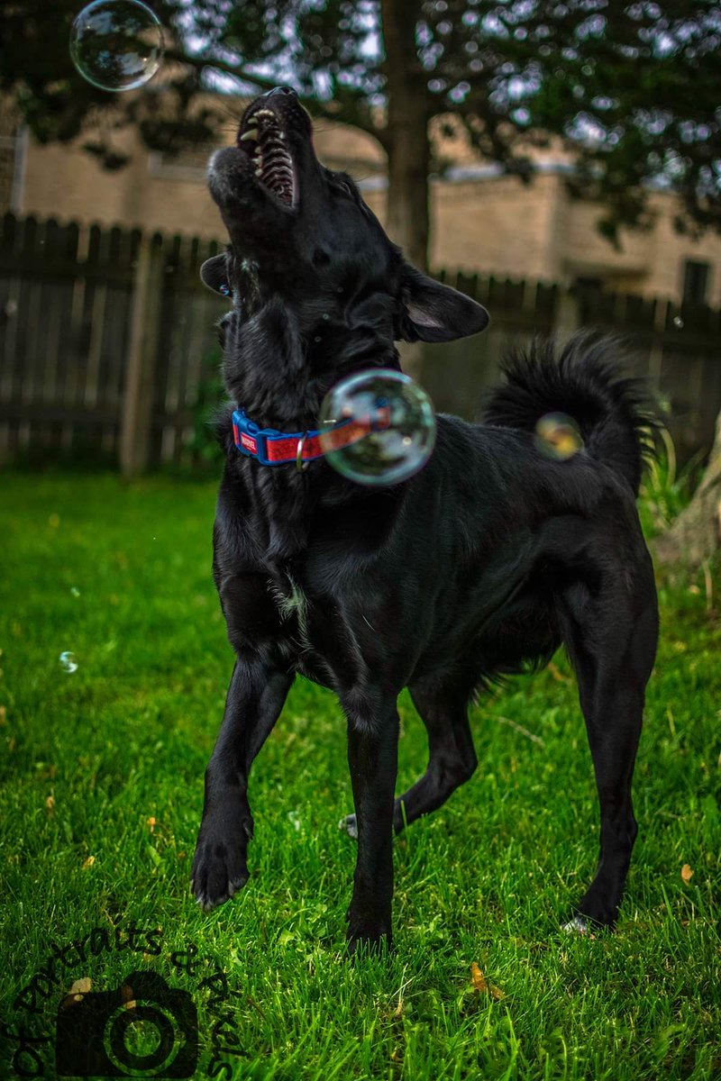 ShaeLyn60117430's tweet photo. My Luna love. <3 #bubbles #dogsoftwitter #photooftheday #nikonphotography #35mm #luna https://t.co/M2NUOwiXCf