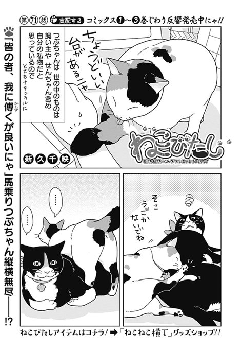 期間限定 最安値挑戦 新久 千映 新久千映のねこびたし 1 3巻 送料込み Www Hallo Tv 期間限定 最安値挑戦 新久 千映 新久千映のねこびたし 1 3巻 送料込み Www Hallo Tv