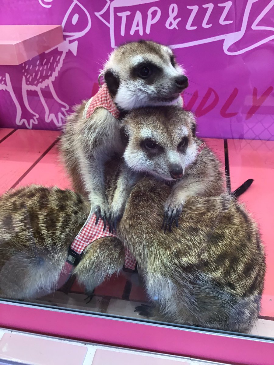 原宿かわいい動物園 على تويتر こちらは 何の動物さんでしょ ヒントは サバンナのギャングと言われております 皆さんで考えてください 正解は ミーアキャットさんでした 原宿 可爱 动物园 水豚 雪貂 狐獴 耳郭狐 普通狨 竹下通 原宿かわいい動物園 على تويتر こちらは 何の動物さんでしょ ヒントは サバンナのギャングと言われております 皆さんで考えてください 正解は ミーアキャットさんでした 原宿 可爱 动物园 水豚 雪貂 狐獴 耳郭狐 普通狨 竹下通