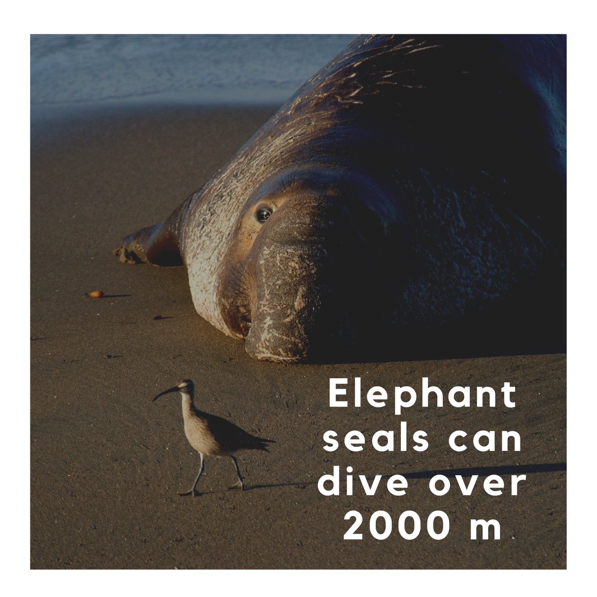 inspiringNT's tweet photo. Did you know?
Elephant seals help oceanographers sample the deep oceans!
And if things don’t change Darwin could expect more extreme heat days!
#InspiredNT joined scientists at the #AMOS2019 to learn about Meteorology, oceanography and climate science https://t.co/KZMo3fnL9R