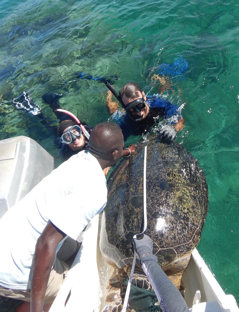 heithauslab's tweet photo. Great day of green sea turtle captures and releases in Nosy Be, Madagascar! Our Madagascar team successfully captured 8 individuals! PhD student @liberty_boyd is studying these animals to understand their foraging and movement behaviors in the Nosy Be region. #seaturtleweek https://t.co/vLzOhMnvzz