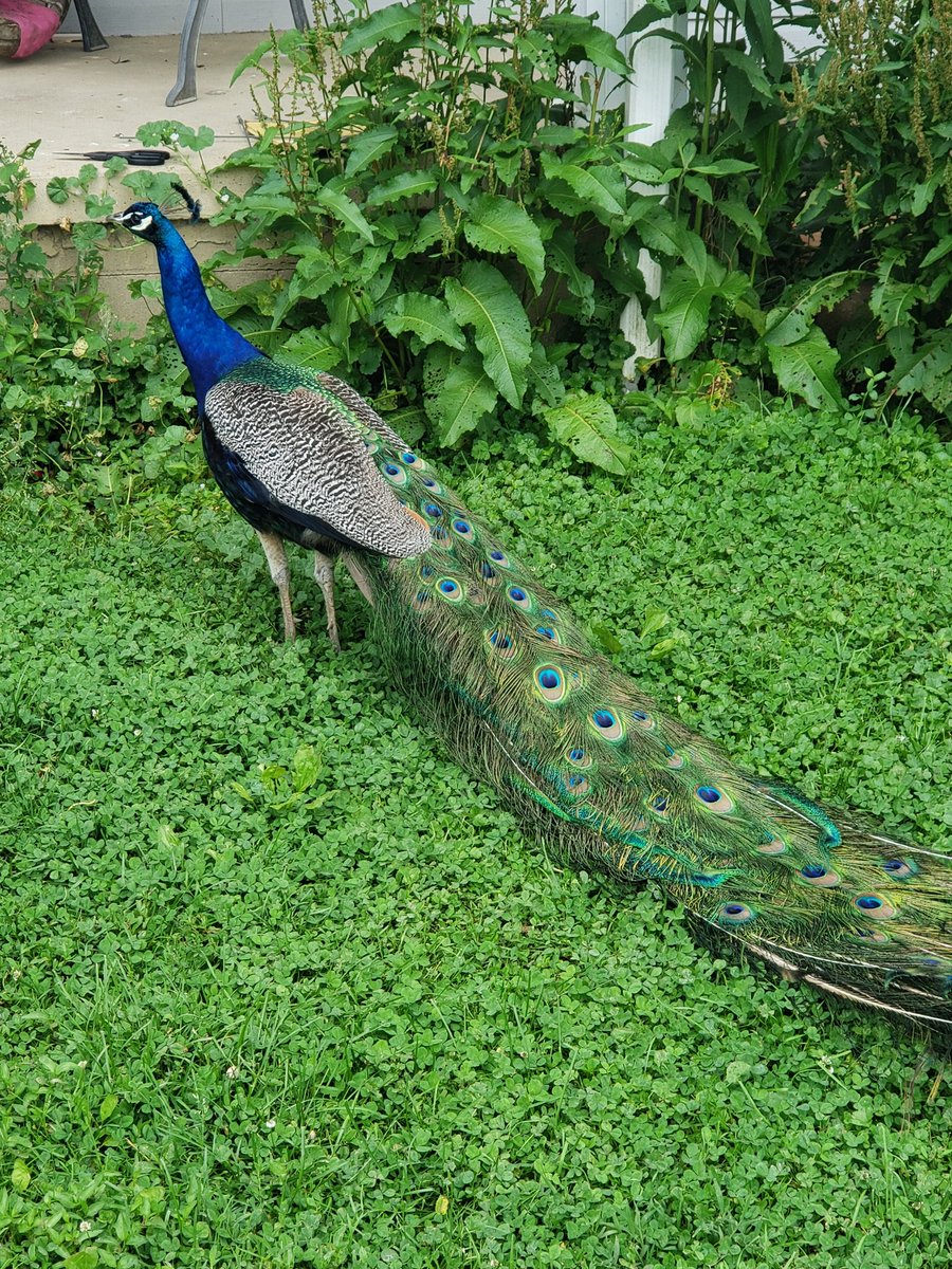 MitchHunter12's tweet photo. This bird was beautiful 
#peacock https://t.co/Wfz4xWQaA1