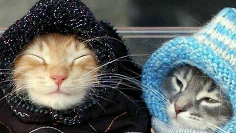 Покажи теплее. Котики похолодало. Похолодало, утепляемся. Похолодание кот. Похолодало картинки.