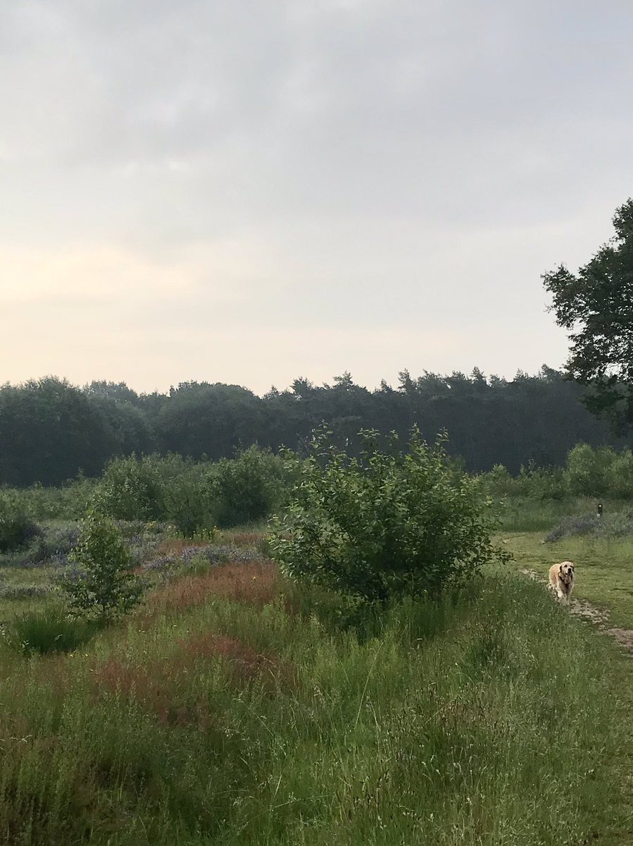 JohnnySwaters's tweet photo. Heerlijke #ochtendwandeling in het #bos in #Beesel. Blije #zingende #vogels. Een beetje #zon. Een paar #regendruppels. Wat wil je nog meer. Zelfs onze #hond Senna heeft een big #smile. Een fijne dag allemaal. https://t.co/gTq2AH8Zdv