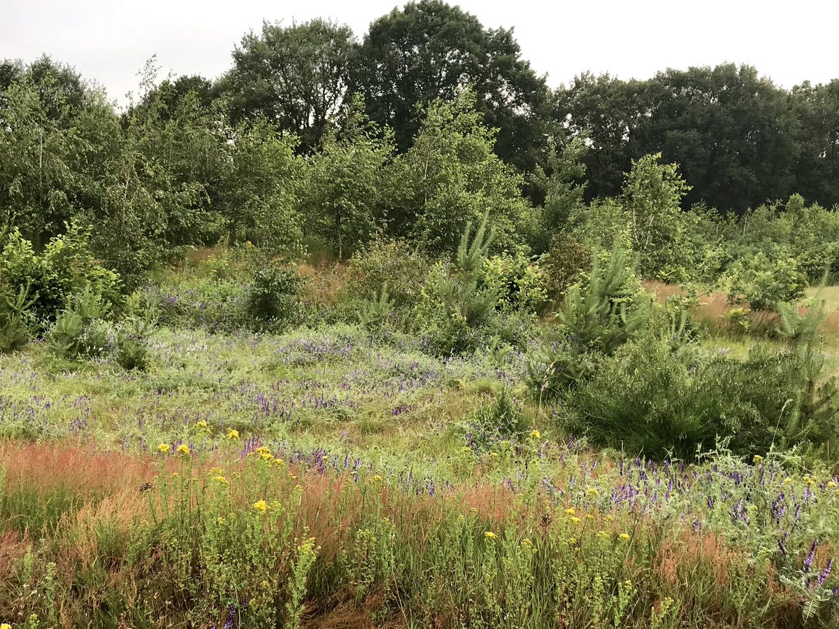JohnnySwaters's tweet photo. Heerlijke #ochtendwandeling in het #bos in #Beesel. Blije #zingende #vogels. Een beetje #zon. Een paar #regendruppels. Wat wil je nog meer. Zelfs onze #hond Senna heeft een big #smile. Een fijne dag allemaal. https://t.co/gTq2AH8Zdv