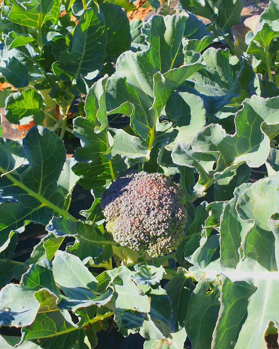 Organo_Group's tweet photo. Organic Broccoli. 
Many growers find broccoli production challenging, not to mention ORGANIC broccoli production- where you are not allowed to spray chemicals to keep insects out of the broccoli head. 

We are doing a trial on organic broccoli, to see the results https://t.co/1vgMjJD448