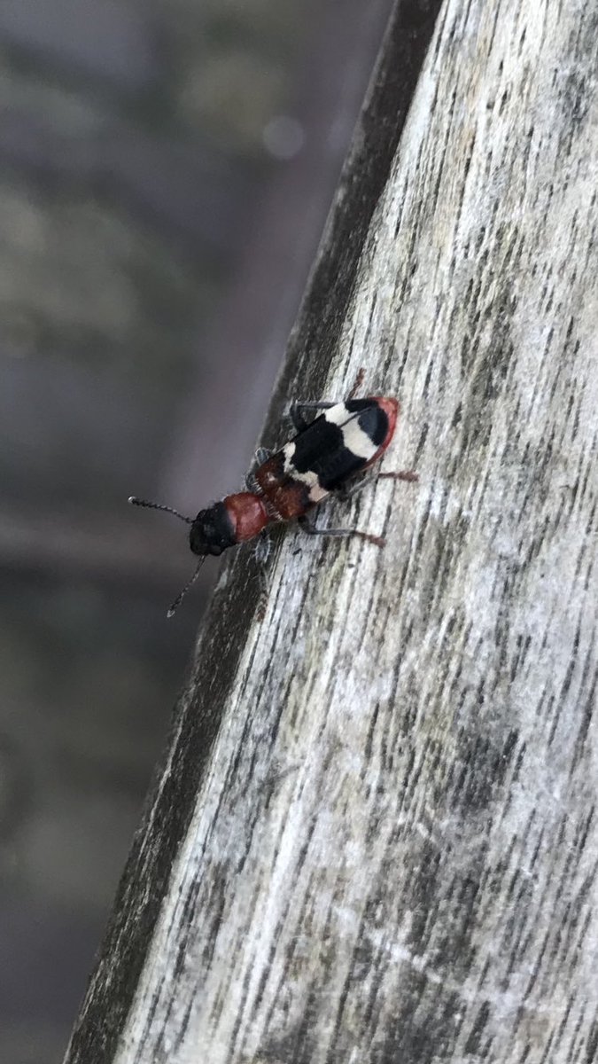 Wie vertelt me wat dit is? <a href="/waarneming/">Waarneming.nl</a>