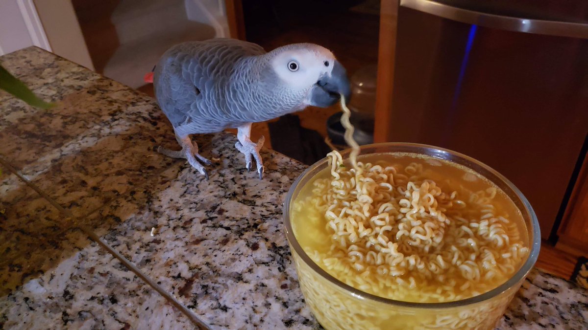 basicbutbougie's tweet photo. @DKlarations Here’s my friend’s parrot enjoying some ramen https://t.co/hBKMnNlckr