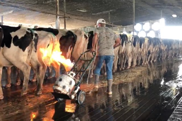 Hi dairy farmers out there - this pic is circulating on facebook - seriously is anyone using this system to clear hair off udders - it looks completely barbaric and enough to send people running for the almond milk! Bad PR!