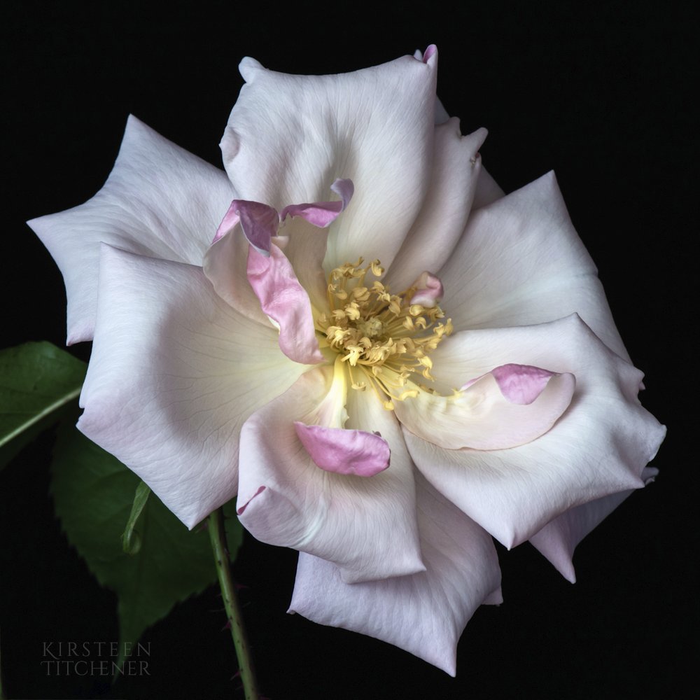 This gorgeous old fashioned rose was from my garden last year. I couldn't resist doing something unusual with it. Celebrating #britishflowersweek 

Clouds of Rose - available as a print or framed kirsteentitchener.co.uk/product/clouds…