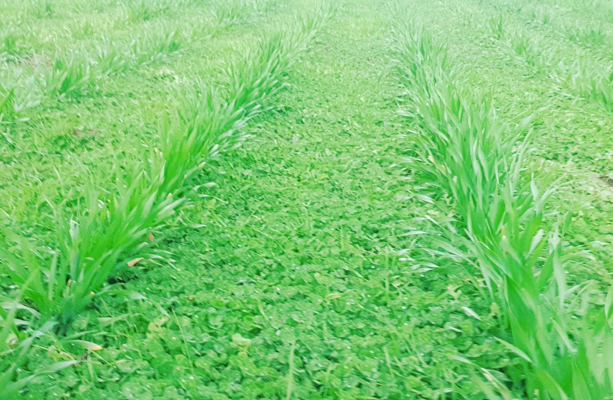 BaderlooSRS's tweet photo. Sub Clover regeneration with Compass Barley and Arrowleaf Clover sown on alternate rows.
This will provide feed for this years sale team and then be shut up to provide a standing barley crop for this years ram lambs to graze through the summer.
#subclover #arrowleaf https://t.co/R5lCi9J2Rc