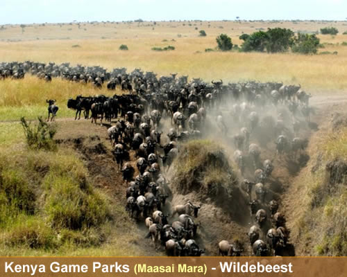 kwikcare's tweet photo. Wildebeest Migration is happening now: 
Witness the migration of about 1.5million animals embarking on the most trying trek from Serengeti into Mara from July to October. The crocodiles in the Mara river and the big cats have a feast 🛩️🛵.
https://t.co/k7CcciF3sT https://t.co/buB17es7t8