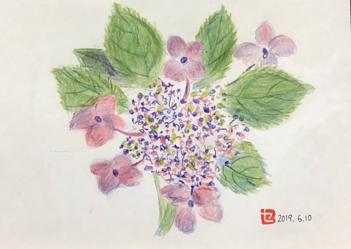 「色鉛筆画。近所の人に紫陽花をもらったので描いたとのこと。ガクアジサイでしょか。色」|94歳セツの新聞ちぎり絵のイラスト