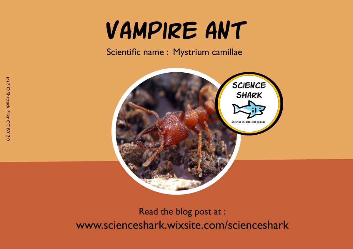 science_shark's tweet photo. These insects live up to their name: they drink the "blood" of their lymphs and live mostly underground! They also have the fastest moving jaws in the animal kingdom! 

Read the blog post here: https://t.co/IQteIis0Zj 

#scicom #blog #FOTD #wisdomwednesday #antsareawesome https://t.co/BcKd4Xvr72