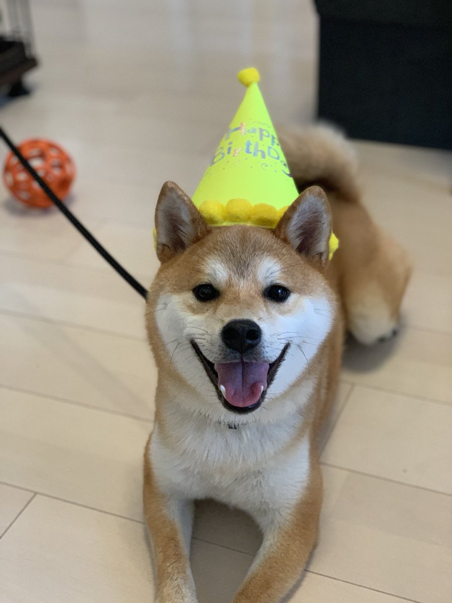 Hashtag 柴犬好き Auf Twitter Hashtag 柴犬好き Auf Twitter