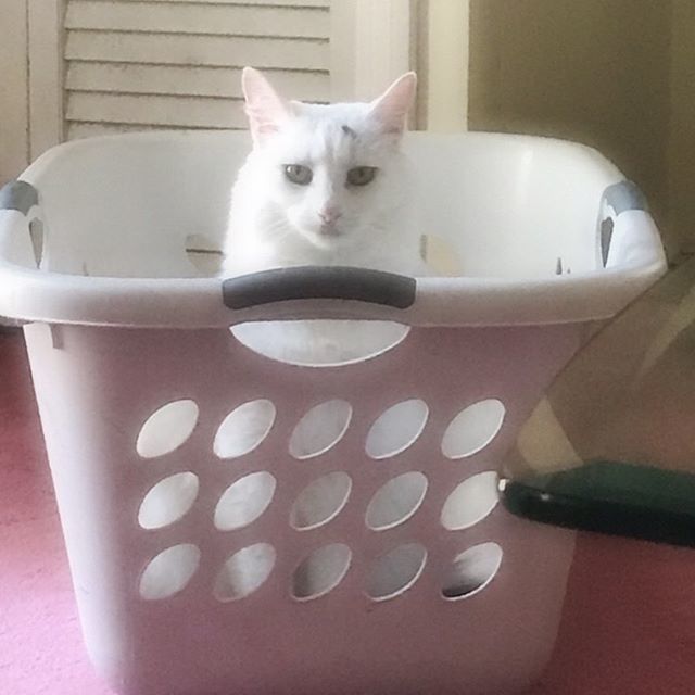 BlancaTheKitty's tweet photo. It’s like the best cat toy! Thanks for emptying it mom 😹
#catsofinstagram #whitecatsofinstagram #myrescuecat #sweetkitty #crazycats #blancathekitty https://t.co/anrWy2VpsX https://t.co/JE3BHpTPnQ