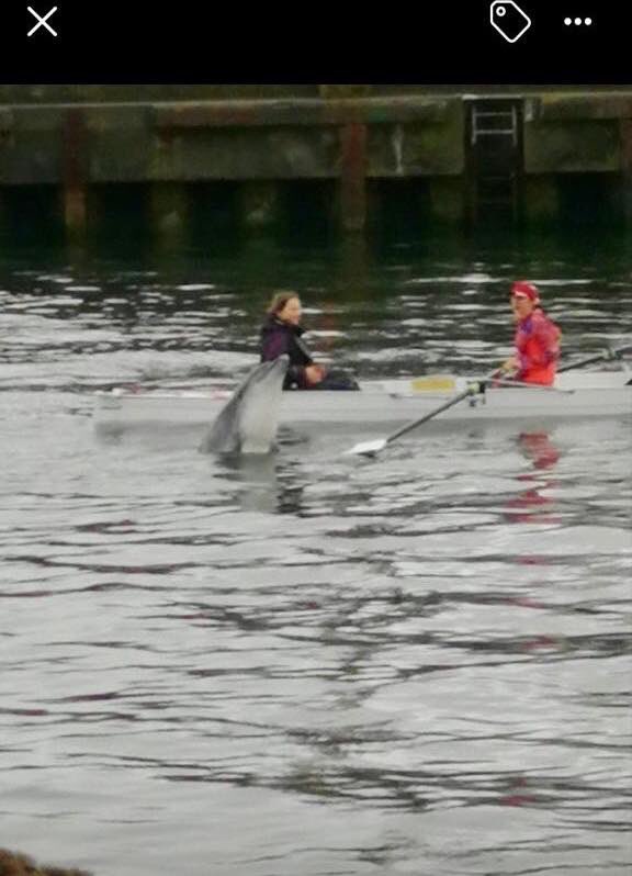 poolerowingclub tweet media