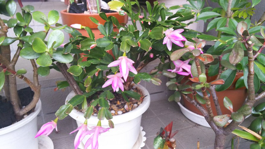 シャコバサボテンの花を１年で２回咲かせる方法
