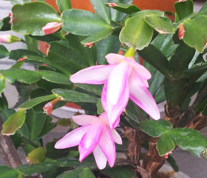 シャコバサボテンの花を１年で２回咲かせる方法