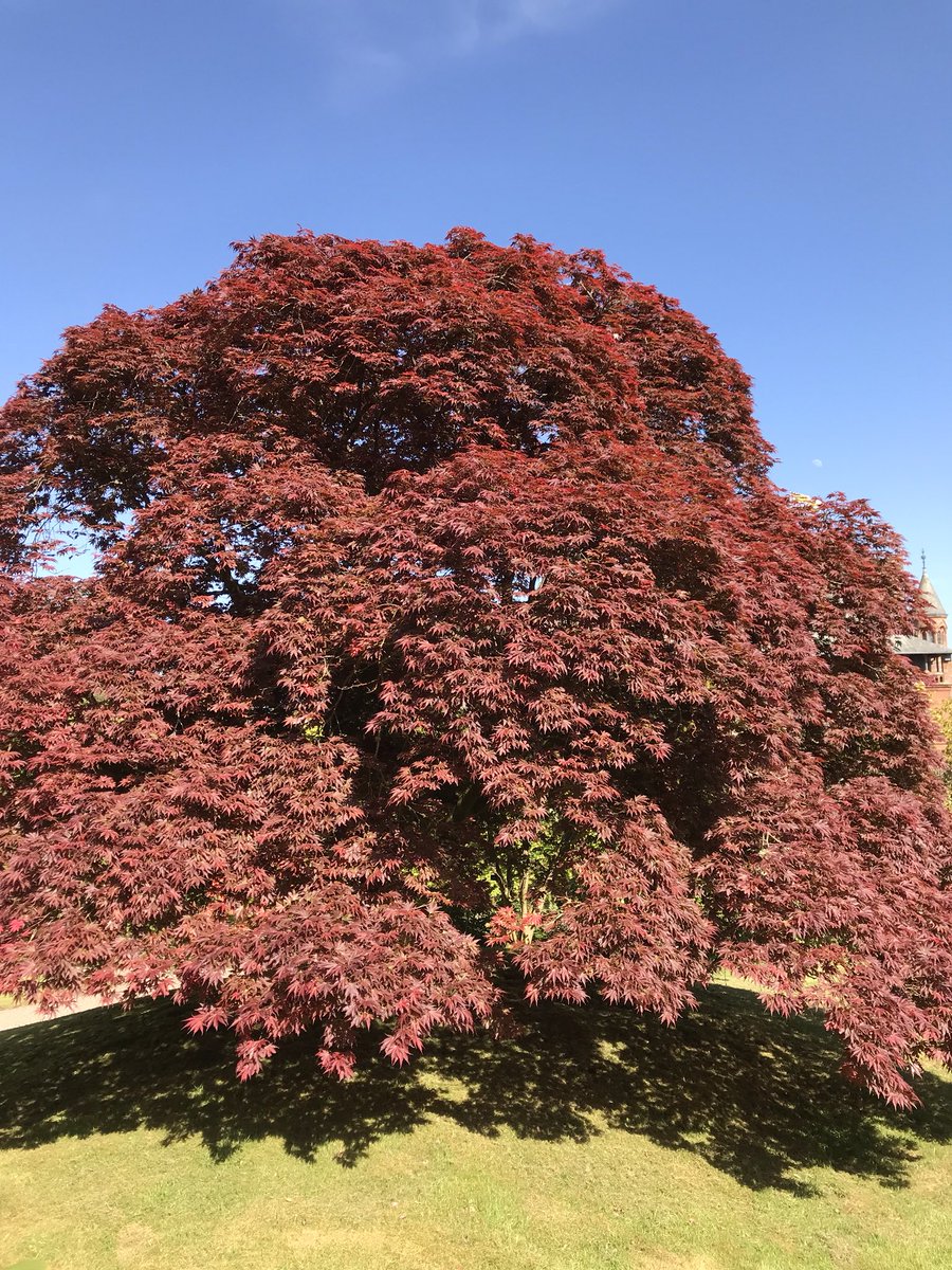 MS_gardens's tweet photo. We look forward to welcoming the National Tree Collections of Scotland to Mount Stuart today. We hope everyone has a great day🌲. https://t.co/ToEp4U2V3Y