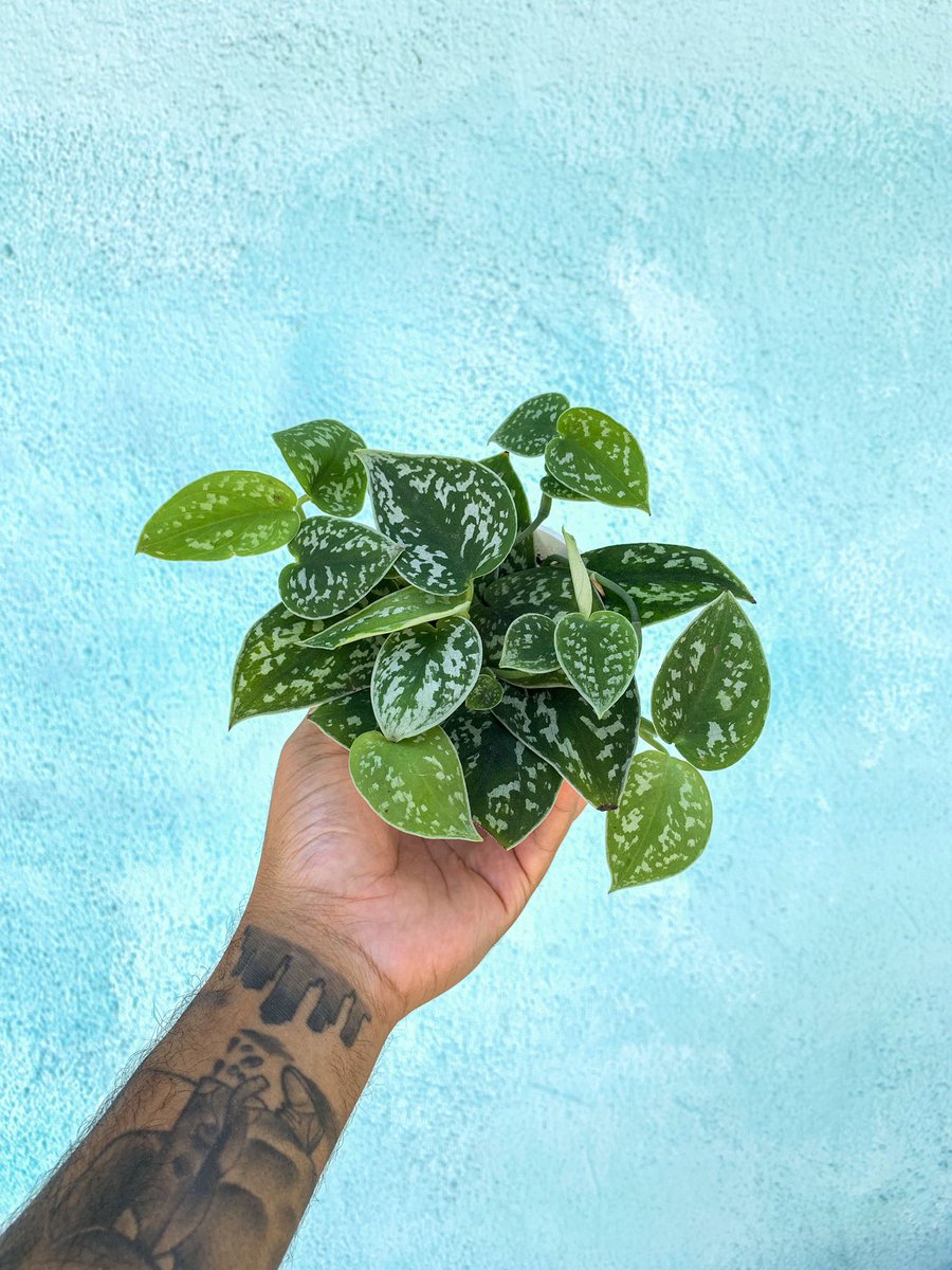 plantmanp_'s tweet photo. Silver Pothos

#silverpothos #pothos #silversatanpothos https://t.co/oLnQqJR2YA
