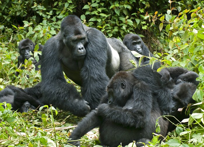 These pictures are some of the reasons you should visit Uganda. Awaken your love for adventure and visit the pearl of Africa as your next travel destination. Uganda is a favorite destination of many people who love culture, nature and has mass un-disturbed wildlife.