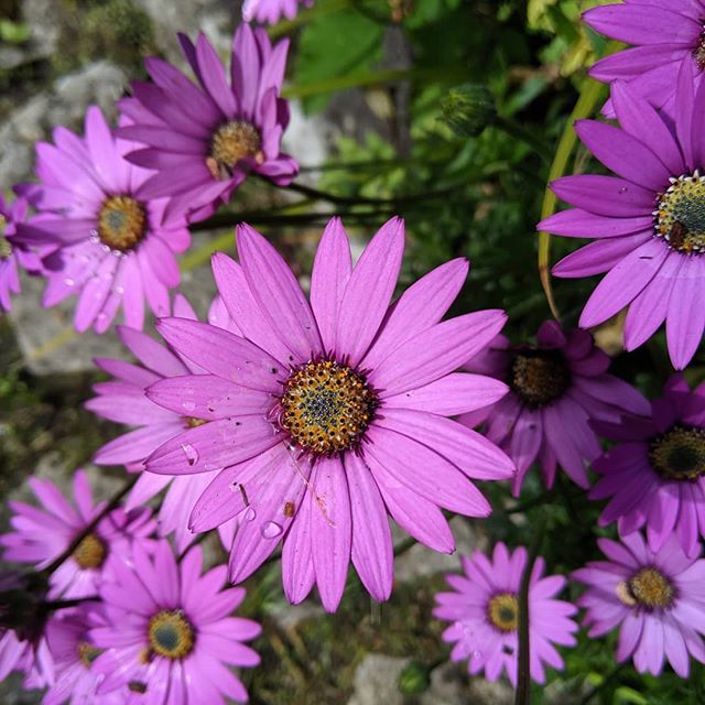 Warrensgardens's tweet photo. Osteospernum... #gardening #bees #insects #welovethebees #flowers #nature https://t.co/tVxBCc6Sok https://t.co/nEI8tRWg0f