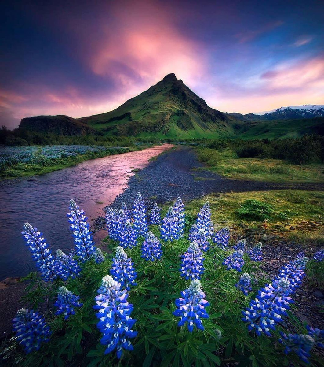 Lupines and the mysterious sky 🌄

📸@joseramosphotography 

#loveiceland ✈️
#1sttheworld