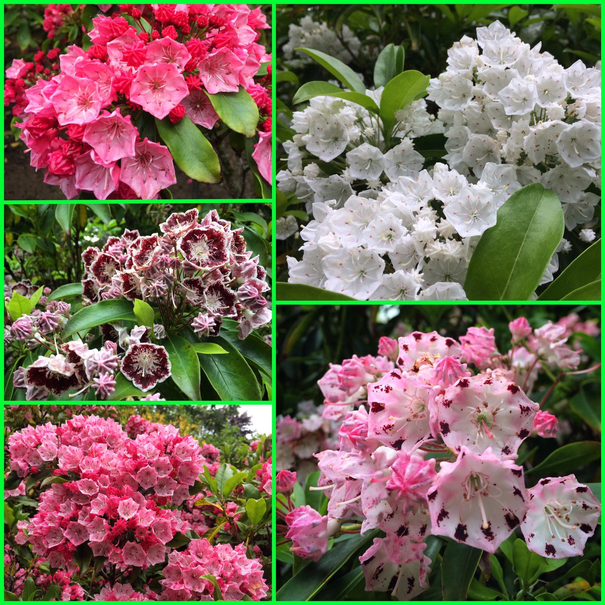 ChrisCarpenter_'s tweet photo. The National Collection of Kalmia latifolia @SquiresGC Milford are looking beautiful! @Plantheritage #kalmia #nccpg #surrey https://t.co/wpvWBiuvI8