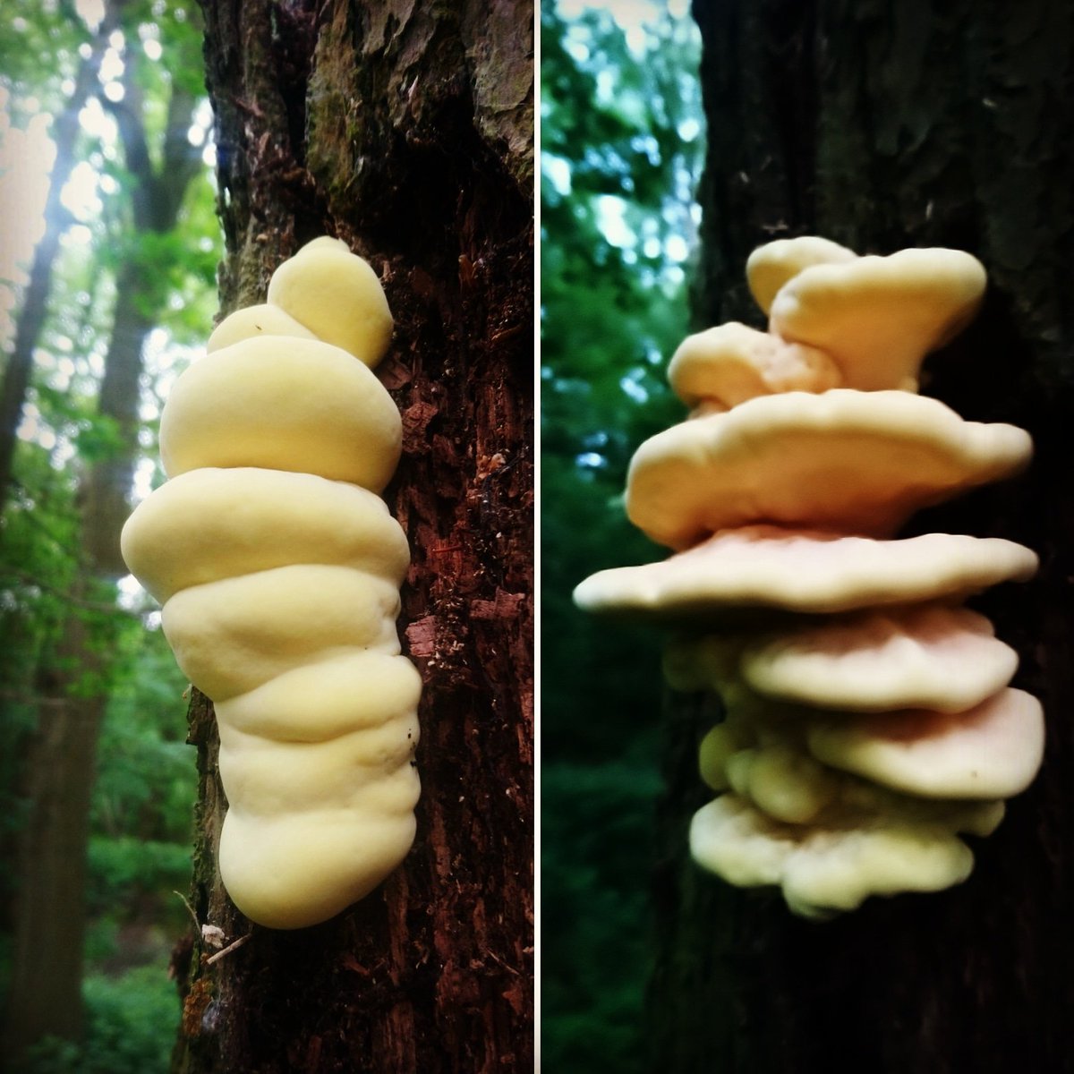 The plump insect grub has emerged! 3 days growth of the same Chicken of the Woods. Perfectly squidgy, perfect to eat. #foraging #wildfood #fungi