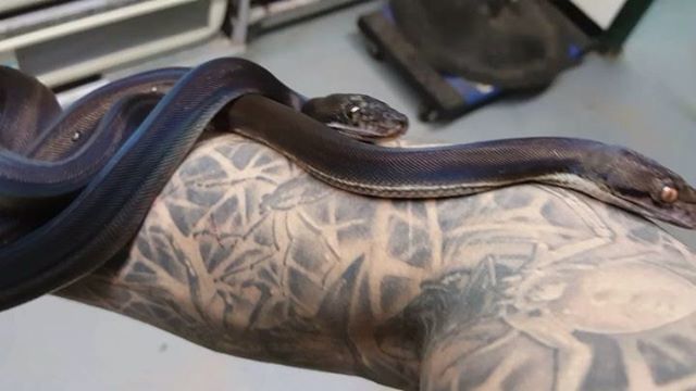 NERDReptiles's tweet image. Army of Darkness.
.
.
.
.
#reticulatedpythonsofinstagram #reticnation #retic #reticulatedpython #armyofdarkness #thedarkness #ibelieveinathingcalledlove bit.ly/2IzFNxj