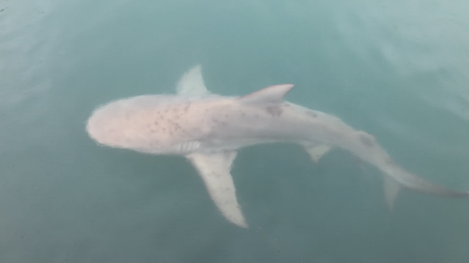 la1ere's tweet photo. 20 #requins bouledogues seront abattus dans les eaux de #NouvelleCalédonie. Ils avaient élu domicile dans les rades de Nouméa ➡️ https://t.co/fXsnPrAoY5 https://t.co/opyXUl6t3L