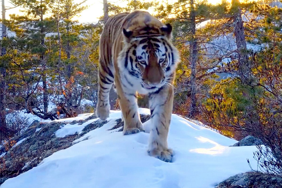 filmsat59's tweet image. Today - The Future of Natural History Programming at the Media Production Show Keynote Theatre 10.30am Lynn Barlow, Keith Scholey, Dr Wendy Darke and Simon Blakeney - Seminar sponsor @filmat59 #UWEBristol #SilverbackFilms #TrueToNature #NNCNHU #Bristol #Filmsat59 #MPS2019