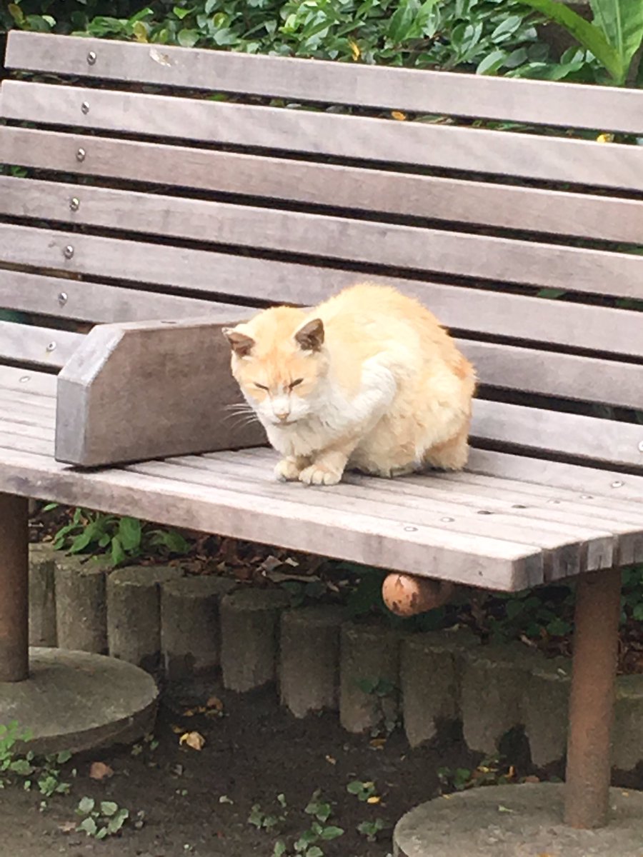 歴戦のねこ 