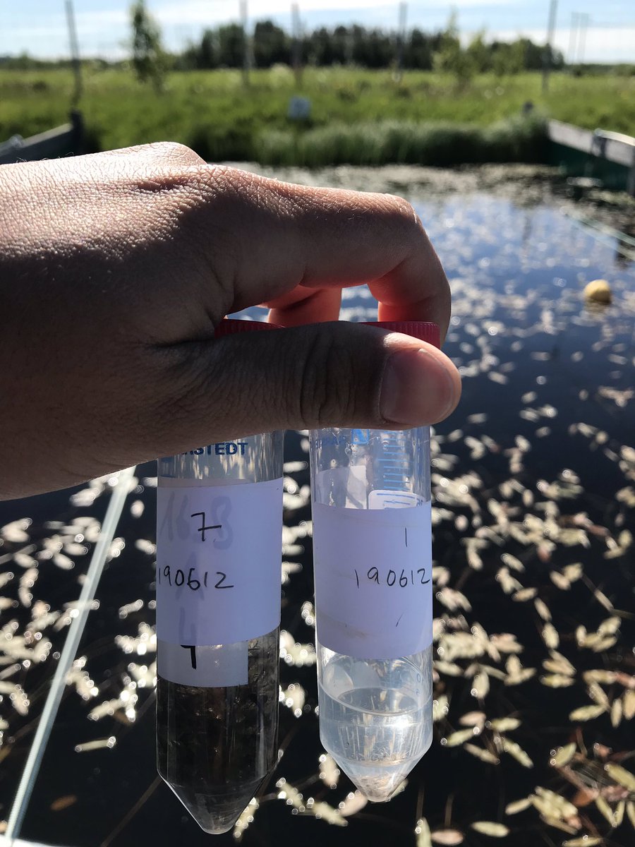 shunkoifish's tweet photo. Higher DOC ponds at EXEF show consistently higher emergence biomass—namely chironomids https://t.co/DKjT0XTM61