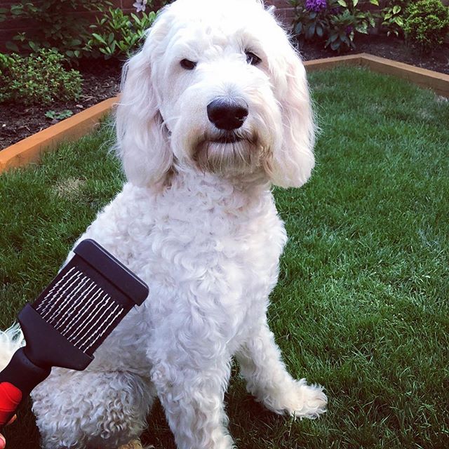 mikkipet's tweet photo. Brand Ambassador Tia has been trying out our Pro Slicker brush here's what her mum Liz had to say about it "Just tried this out. A Mikki pro slicker brush. Double sided with a firm and softer side for delicate parts. I highly recommend it glides through Tia’s fur so easily" 👍 https://t.co/0ETacwvx6o