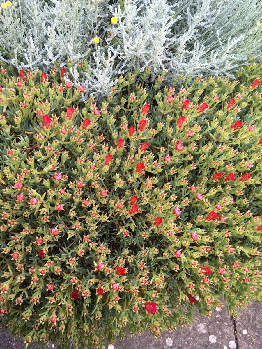 miashby's tweet photo. Hi gardening Twitter, does any one know what this plant is please? Some sort of ground covering succulent I think, with loads of red flowers. #gardening #whatisthisthing #gardeningquestions #gardenquestions https://t.co/QQ3D4P277a