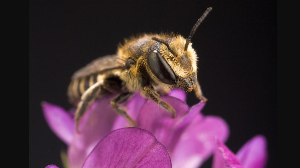 ApiscamMadrid's tweet photo. Descubren el primer nido de #abeja del mundo construido sólo con #plástico. La #contaminación por plásticos afecta a casi todos los rincones del #Planeta y altera la vida de muchas especies. https://t.co/xvhe28PrGu vía: @LaVanguardia 

#plasticfree #Reciclar https://t.co/PHhZ17RAaC