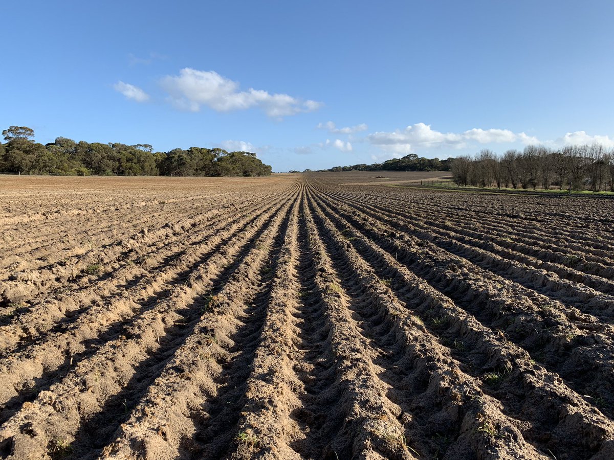 soilpED's tweet photo. ‘Speeding’ underway on Kangaroo Island on non-wetting sand over shallow clay. Trials set up with spread clay, spaded clay and lime incorporation. Before and after moisture probe data will be interesting to watch! #spading #seeding #metos #watchthisspace https://t.co/DwPR7IrKPQ