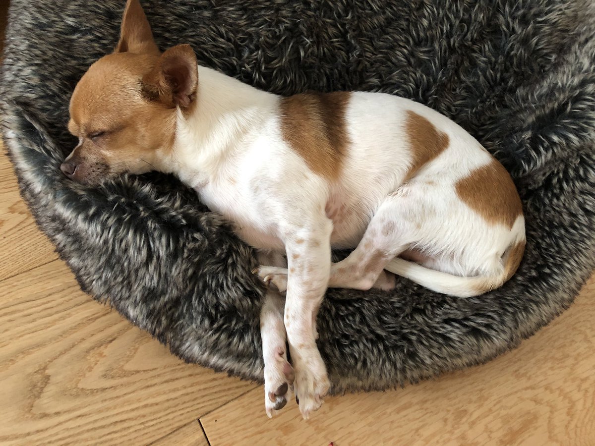 ottothedotto's tweet photo. Rain rain go away, not going out for a walk today #chihuahua #raindog #rainingagain #rain #rainedin https://t.co/UBbCh8TEQJ