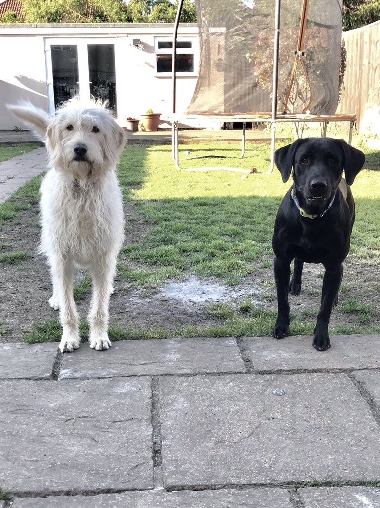 aimeecharb's tweet image. I would love to win this to help me fight the good fight against these muddy beasts! #FlexClean #RugDoctorUK #CarpetCleaning