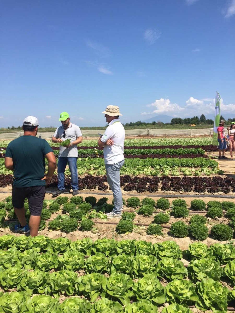 RZHellas's tweet photo. #LettuceEventGreece2019 Second day! @RijkZwaan @DTsiatouras @geotitros @StarakisAlex @VezyroglouFarm @A_Vezyroglou @ElsaTyrekidou @PABriones_Canto https://t.co/KdcDL2U55N