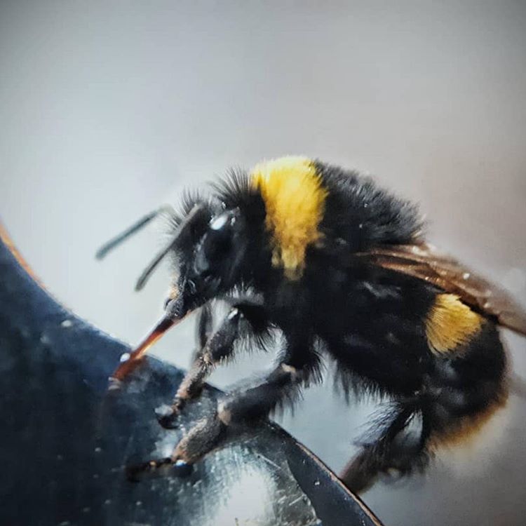 EasyMacroBand's tweet photo. https://t.co/dEmk1rOixX

An early bumblebee (Bombus pratorum) #easymacro https://t.co/TxM3KtUcVQ