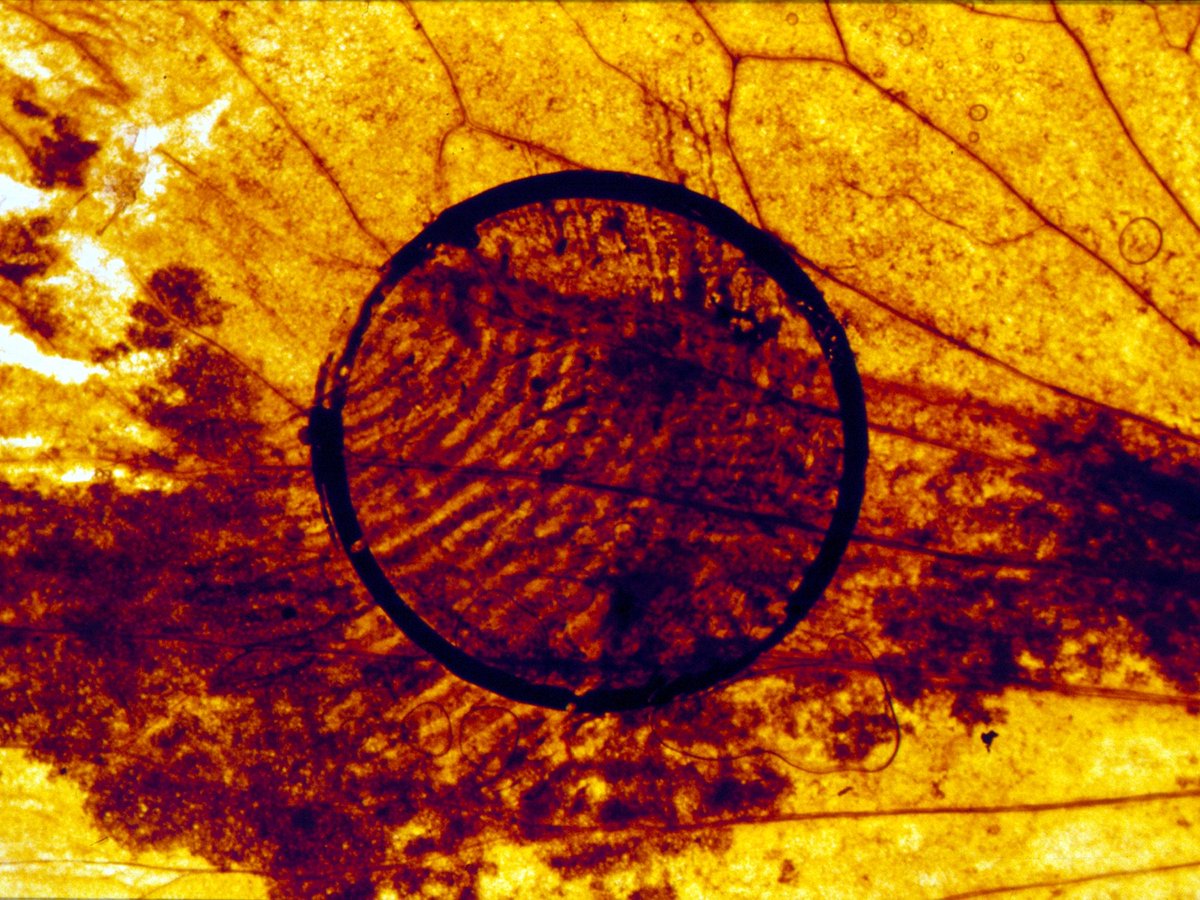 sundogme's tweet photo. If you’re in Bristol tomorrow night 13 June come along to @CUBECINEMA to see our film Sunset Strip animated by @Kayla_Parker projected from 35mm - part of @BristolBEEF ’s Go, Go, Go! https://t.co/7RcuUO7aV5
