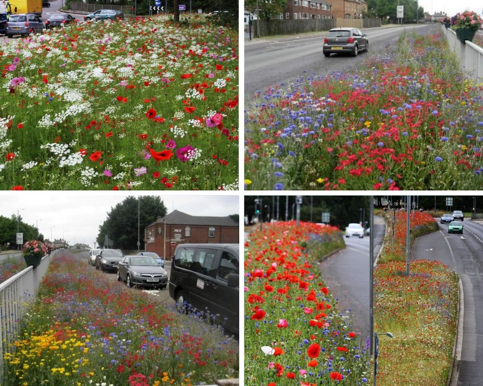 Various shots of beautiful Rotherham roadside wildflower verges