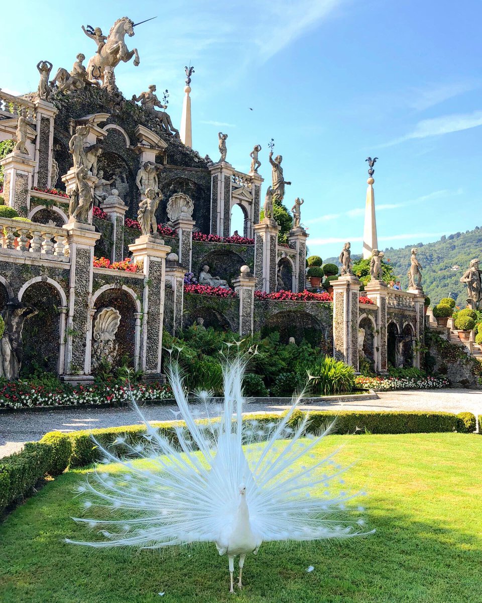 Magical gardens of the Borromean Palace at Isola Bella island on Lake Maggiore💚💙
#IsolaBella #palazzoborromeo #Italy #lakemaggiore #travel #simplytrafalgar #td